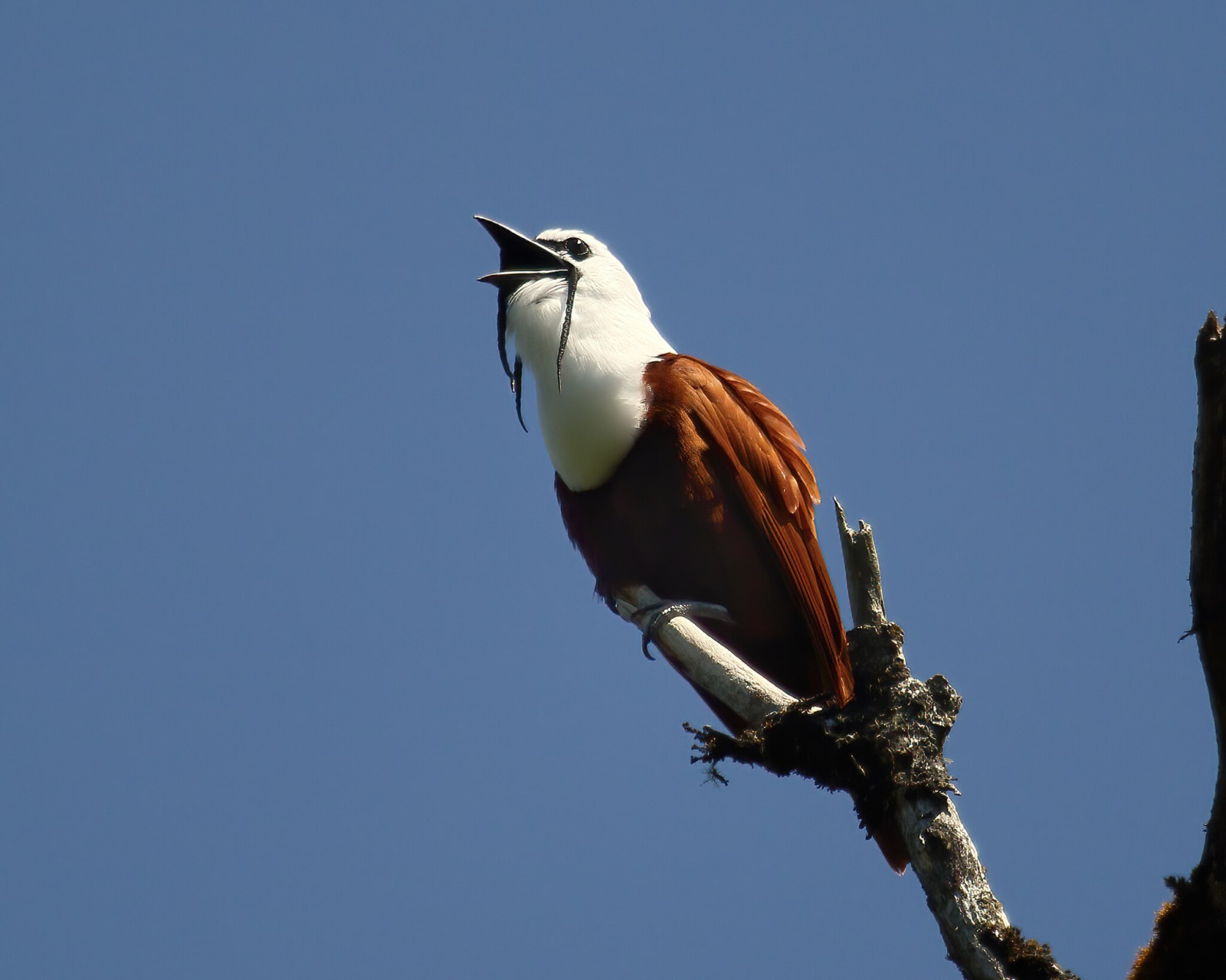 image Three-wattled Bellbird